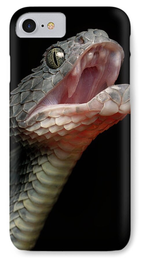 Black Dragon - Venomous Black Bush Viper Snake (Atheris squamigera