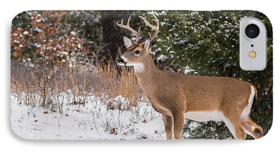 White-tailed Deer iPhone 8 Case featuring the photograph White-tailed Deer - 8904 by Jerry Owens