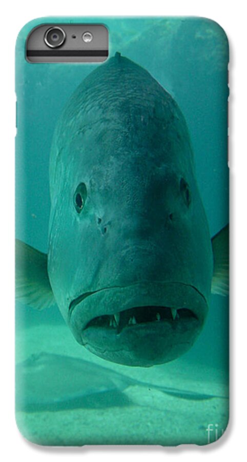 Funny Fish Face iPhone 8 Plus Case by Amy Cicconi - Pixels