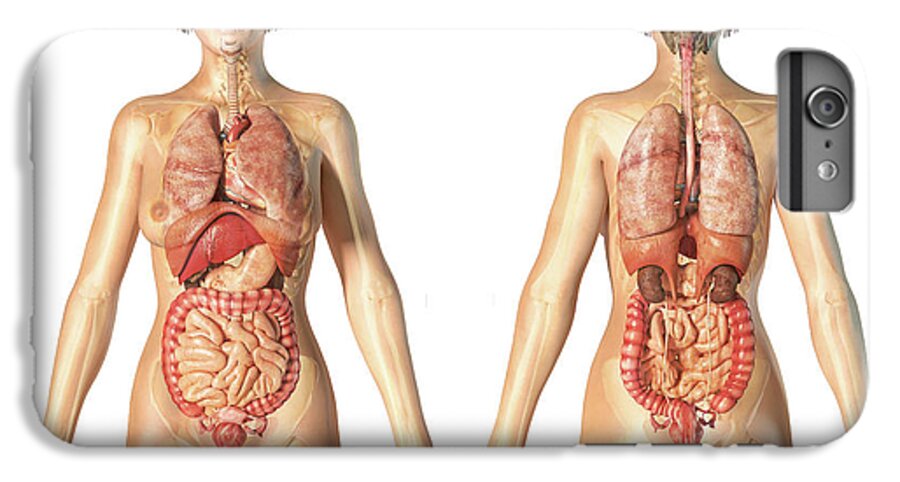 Female Anatomy Of Internal Organs iPhone 8 Plus Case
