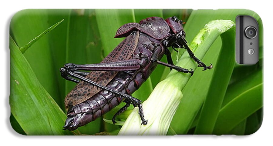  iPhone 8 Plus Case featuring the photograph Grasshopper by Stanley Vreedeveld