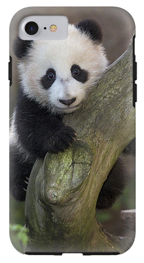 Giant Panda Cub In Tree #1 Coffee Mug by San Diego Zoo - Animals and Earth  - Website