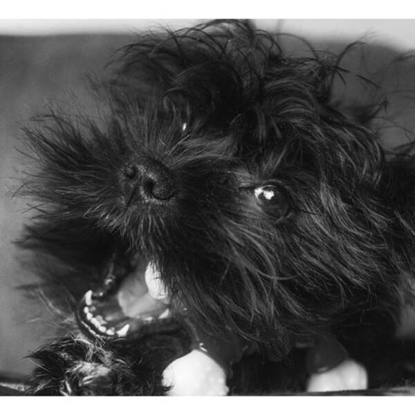 Chew Poster featuring the photograph #puppy #pupylove #puppiesofinstagram by David Haskett II