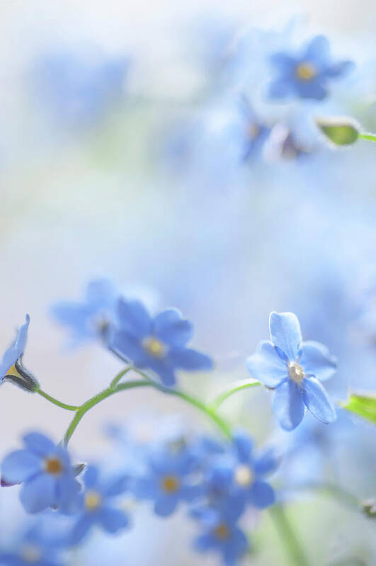 Jenny Rainbow Fine Art Photography Poster featuring the photograph Secret Life of Flowers. Subtle Beauty of Forget-Me-Not 26 by Jenny Rainbow