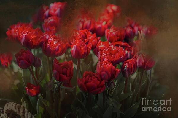 Tulips Poster featuring the photograph Red Tulips by Eva Lechner