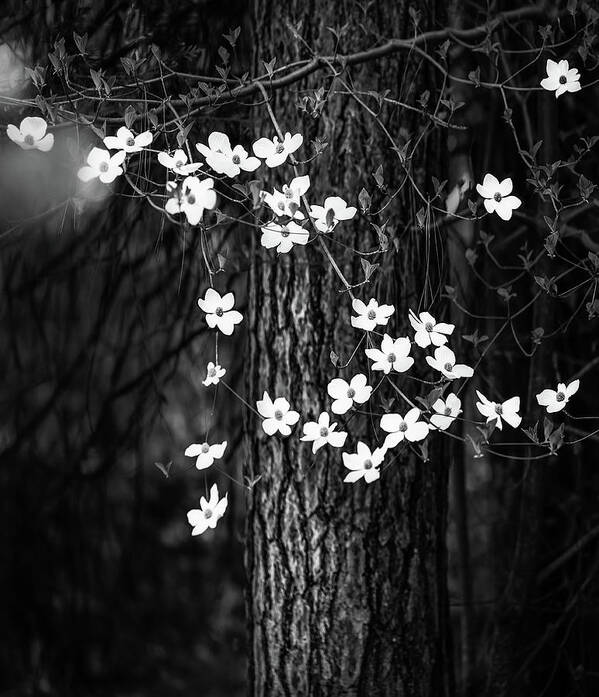 Yosemite Poster featuring the photograph Blooming Dogwoods in Yosemite Black and White by Larry Marshall