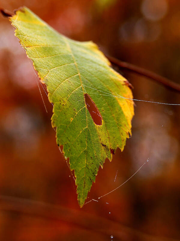 Leaves Poster featuring the photograph Green Silk by Linda McRae