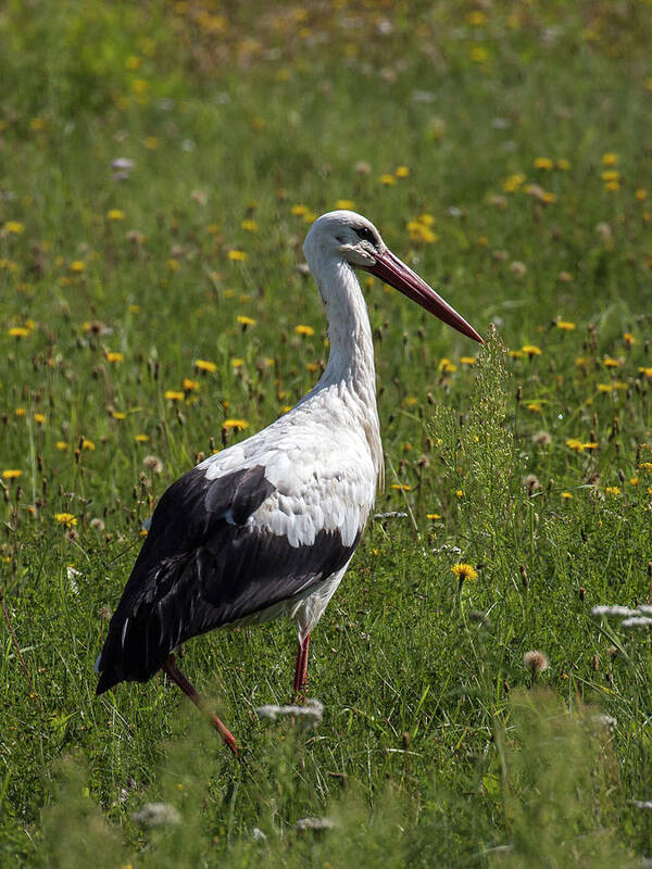 Stork Poster featuring the photograph White Stork by Claudio Maioli