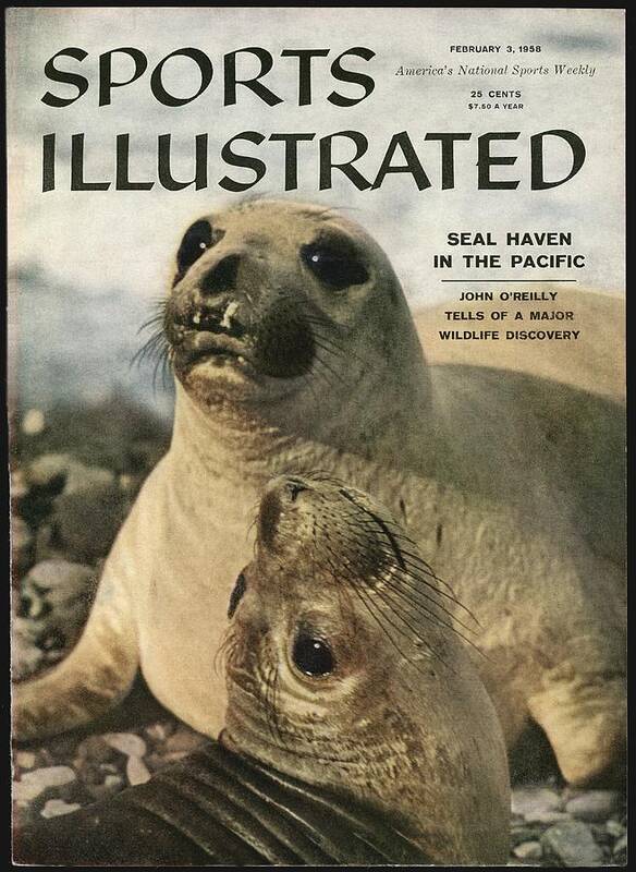 Magazine Cover Poster featuring the photograph Elephant Seals Sports Illustrated Cover by Sports Illustrated
