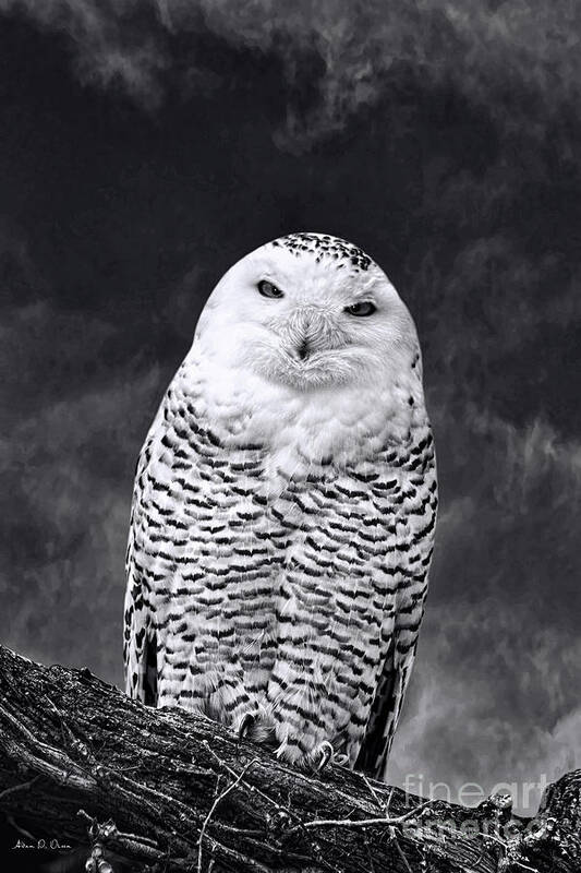 Magic Poster featuring the photograph MAGIC BEAUTY - snowy owl by Adam Olsen