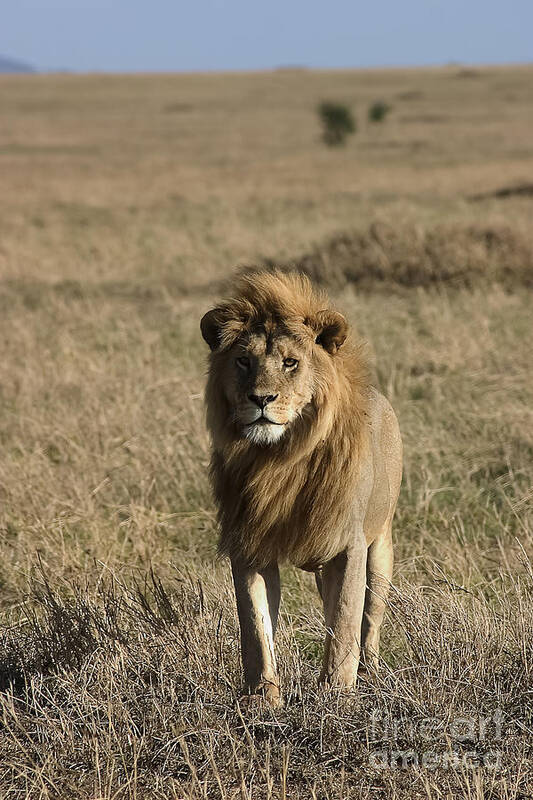 Africa Poster featuring the photograph Male Lion's Gaze by Darcy Michaelchuk
