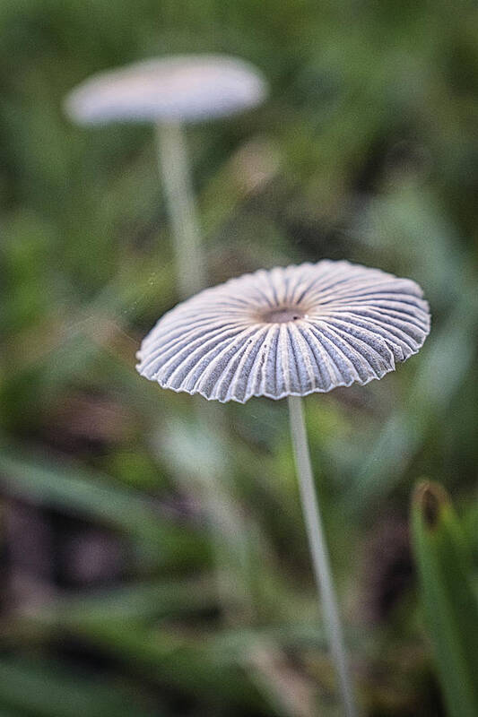 Fungus Poster featuring the photograph Pleated Inkcap Mushroom by Portia Olaughlin