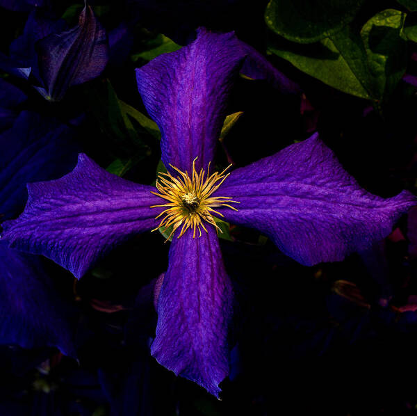 Clematis Poster featuring the photograph Clematis #2 by Jamieson Brown