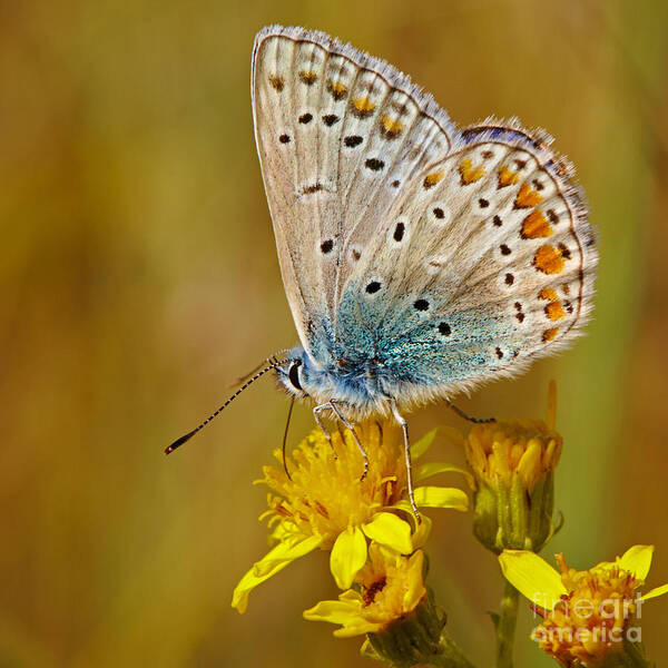 Common Blue Poster featuring the photograph Closeup of a Common Blue butterfly by Nick Biemans