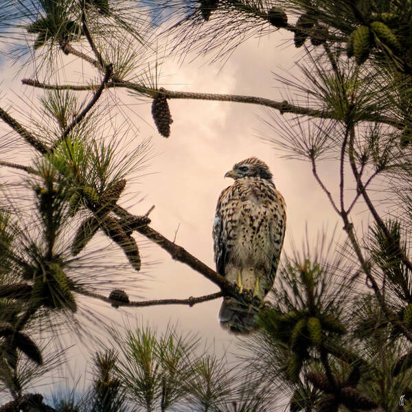 Bird Art Poster featuring the photograph Juvenile Red Shouldered Hawk 06.07.2014 by Jai Johnson