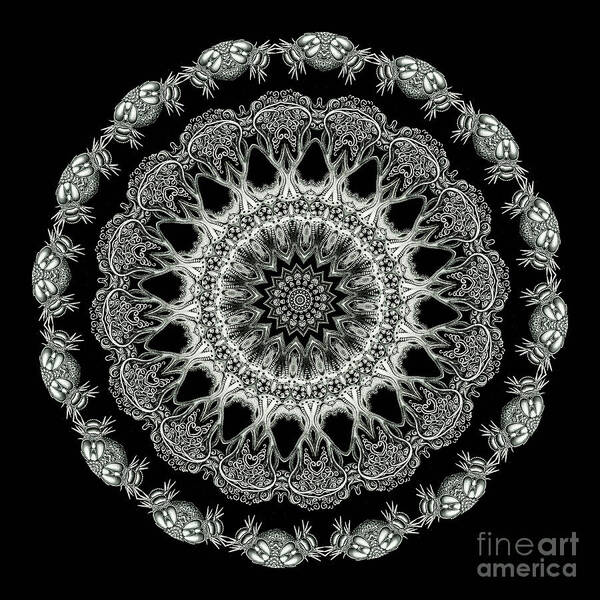 Ernst Haeckel Poster featuring the photograph Kaleidoscope Ernst Haeckl Sea Life Series Black and White Set 2 by Amy Cicconi