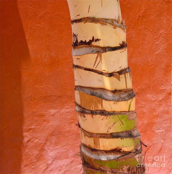 Palm Tree Poster featuring the photograph Layers of Life by Amy Fearn