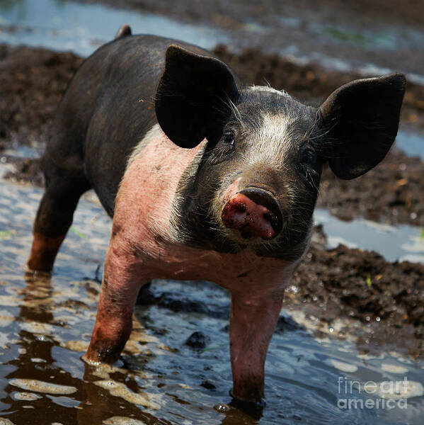 One Poster featuring the photograph Pig in the mud by Nick Biemans