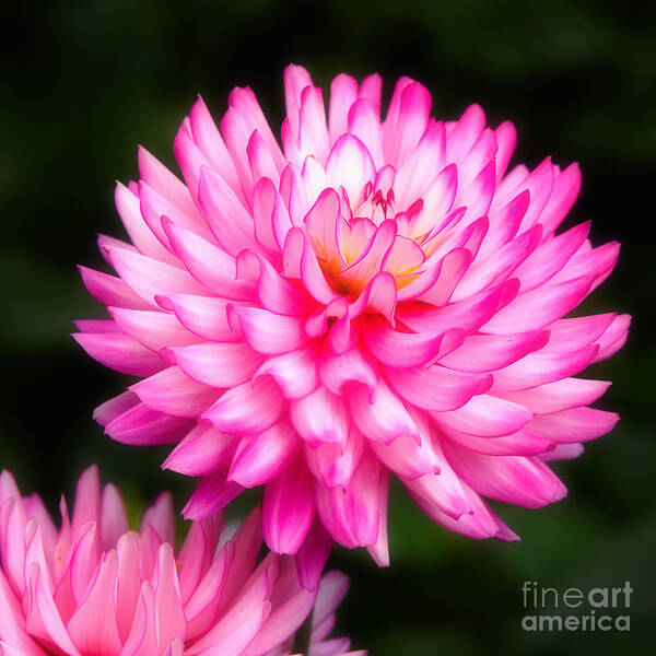 Closeup Poster featuring the photograph Pink Chrysanths by Nick Biemans