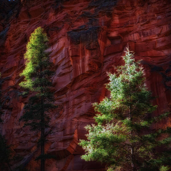 Red Rock Poster featuring the photograph West Fork Rock Face Number Three by Bob Coates
