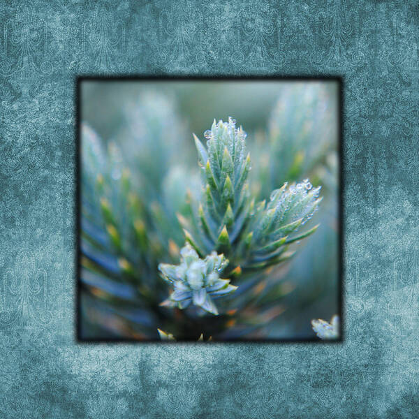 artistic Nature Photo Poster featuring the photograph Dew on the Pine II Photo Square by Jai Johnson
