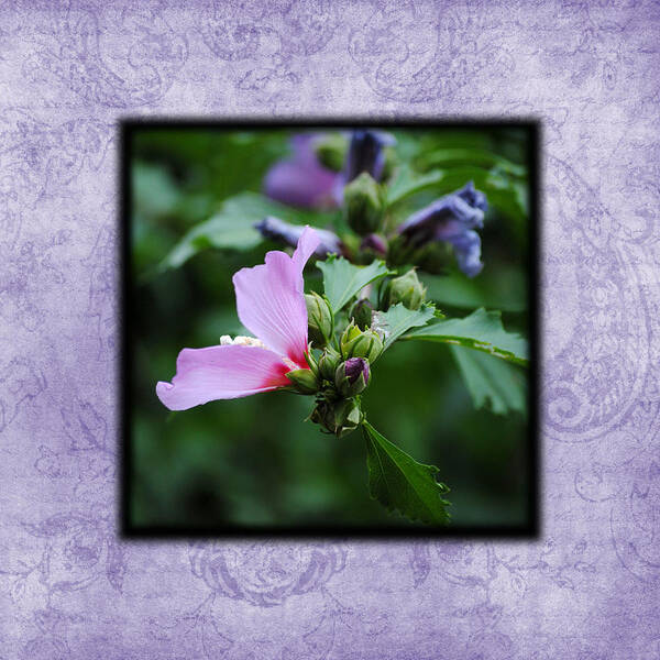 Hibiscus Poster featuring the photograph Hibiscus II Photo Square by Jai Johnson