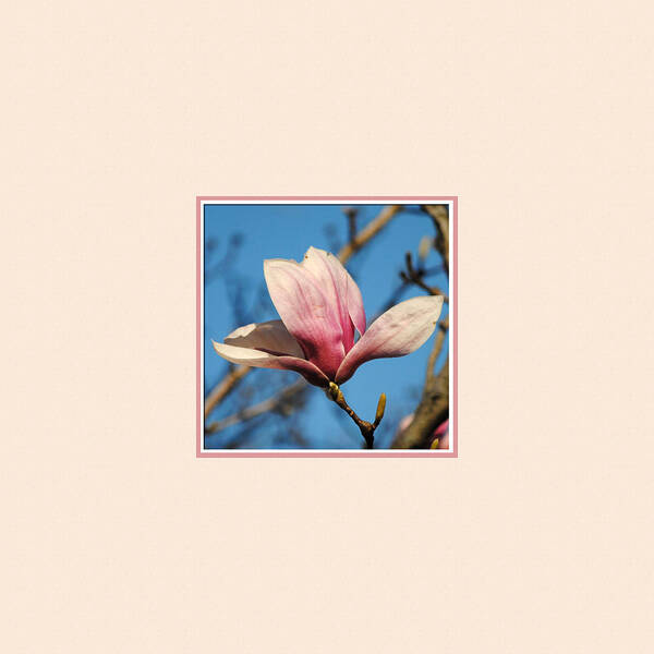 Flower Poster featuring the photograph Pink Magnolia Photo Square by Jai Johnson