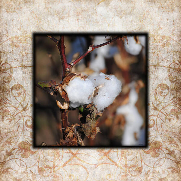 Brown Poster featuring the photograph Tennessee Cotton I Photo Square by Jai Johnson
