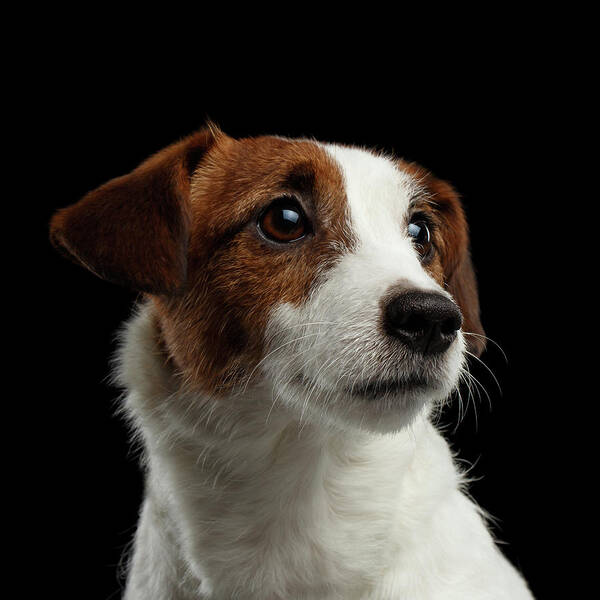  Closeup Poster featuring the photograph Closeup Portrait of Jack Russell Terrier Dog on Black by Sergey Taran