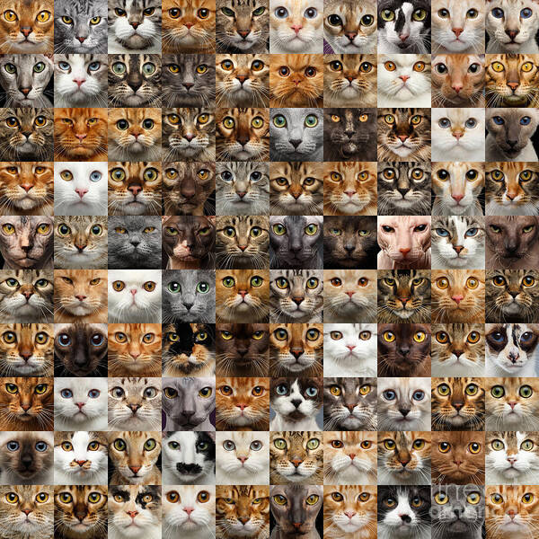 100 Poster featuring the photograph 100 Cat faces by Sergey Taran