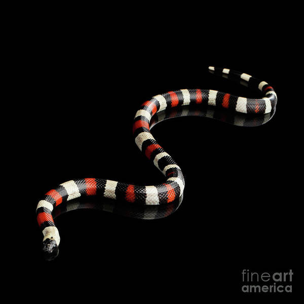 Human Poster featuring the photograph Campbell's milk snake by Sergey Taran