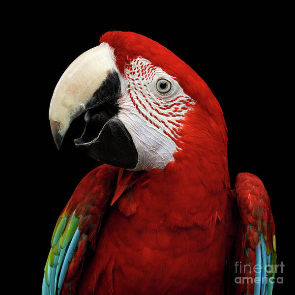 Macaw Poster featuring the photograph Green-winged macaw by Sergey Taran