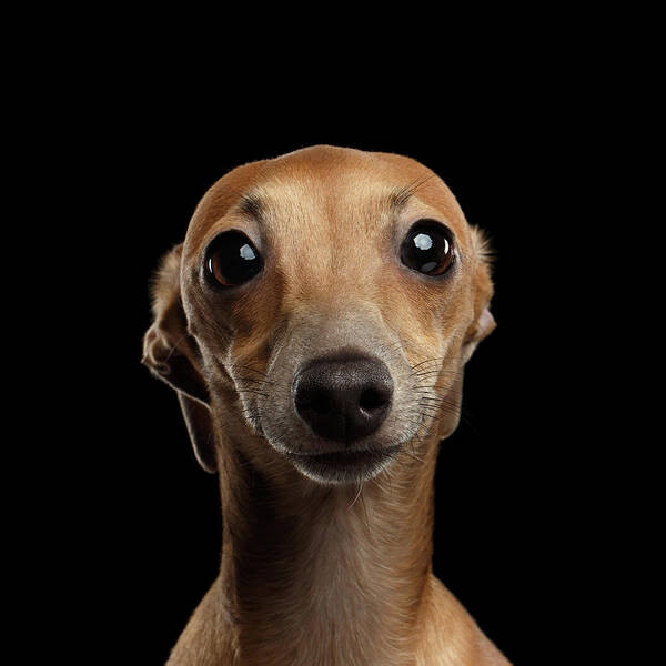Greyhound Poster featuring the photograph Closeup Portrait Italian Greyhound Dog Looking in Camera isolated Black by Sergey Taran