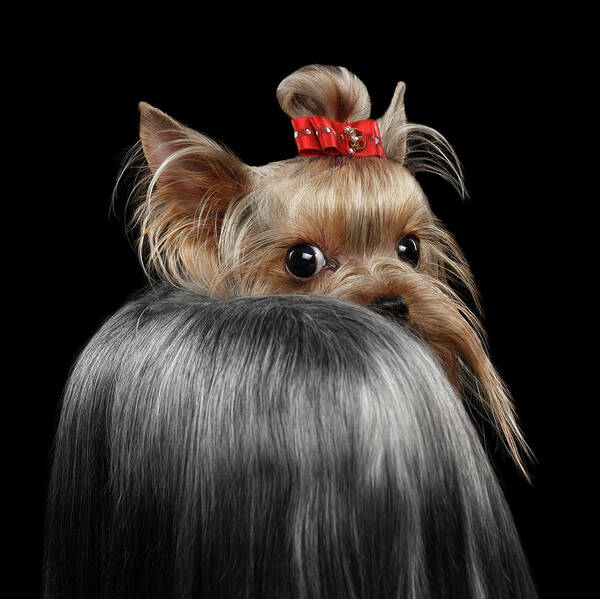  Closeup Poster featuring the photograph Closeup Yorkshire Terrier Dog, long groomed Hair Pity Looking back by Sergey Taran