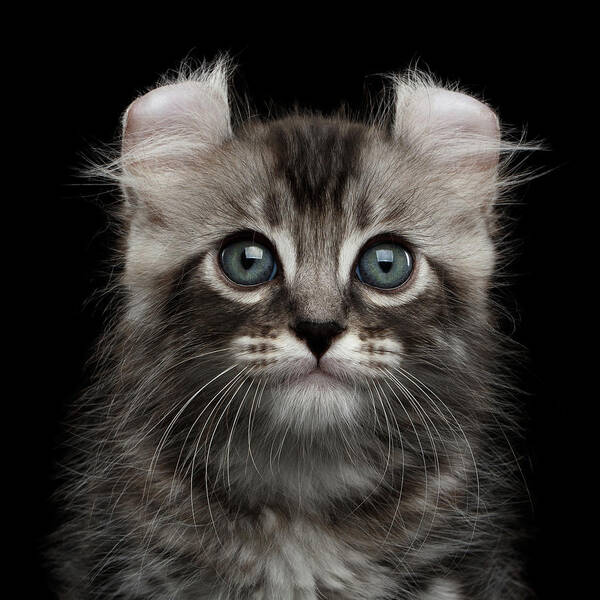 Curl Poster featuring the photograph Cute American Curl Kitten with Twisted Ears Isolated Black Background by Sergey Taran