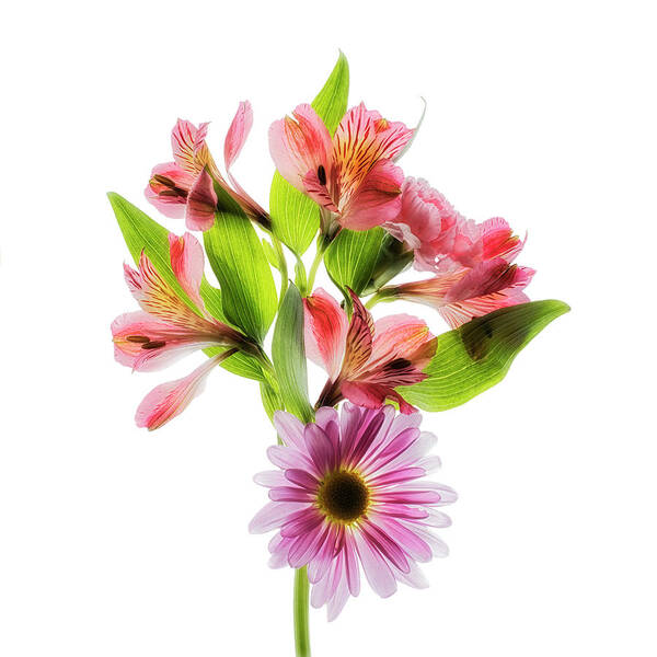 Flower Poster featuring the photograph Flowers Transparent 2 by Tom Mc Nemar