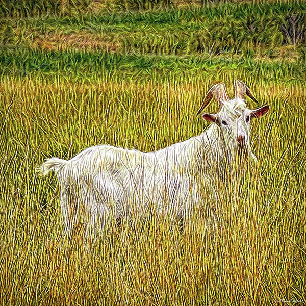 Joelbrucewallach Poster featuring the digital art Grassy Goat by Joel Bruce Wallach