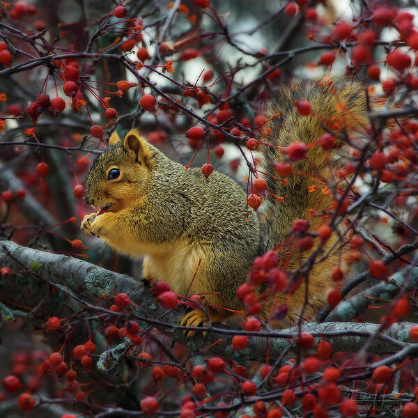 Squirrel Tree Crabapple Nature Animal Winter Autumn Wildlife Eating Poster featuring the photograph Hungry Squirrel - squirrel dining on brilliant red crabapples in late autumn by Peter Herman