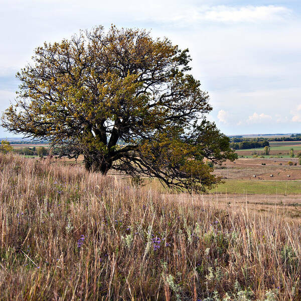 Nature Poster featuring the photograph Kansas One Tree Hill Square by Lee Craig