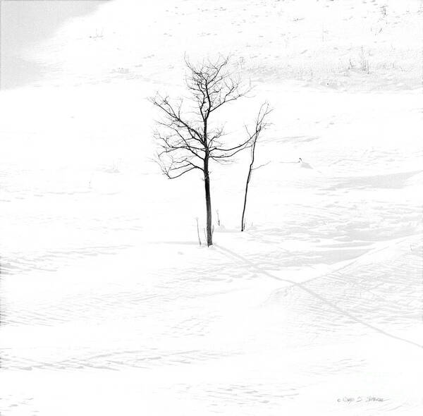 Landscape Poster featuring the photograph Lone Winter Tree by Craig J Satterlee