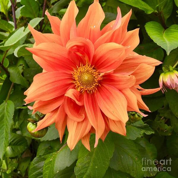 Flower Poster featuring the photograph Orange Delight by Suzanne Lorenz