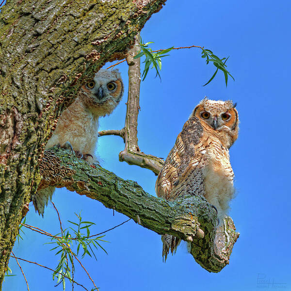 Owlet Great Horned Owl Owl Siblings Raptor Birds Square Blue Curious Poster featuring the photograph Owlet Siblings -Peekaboo by Peter Herman