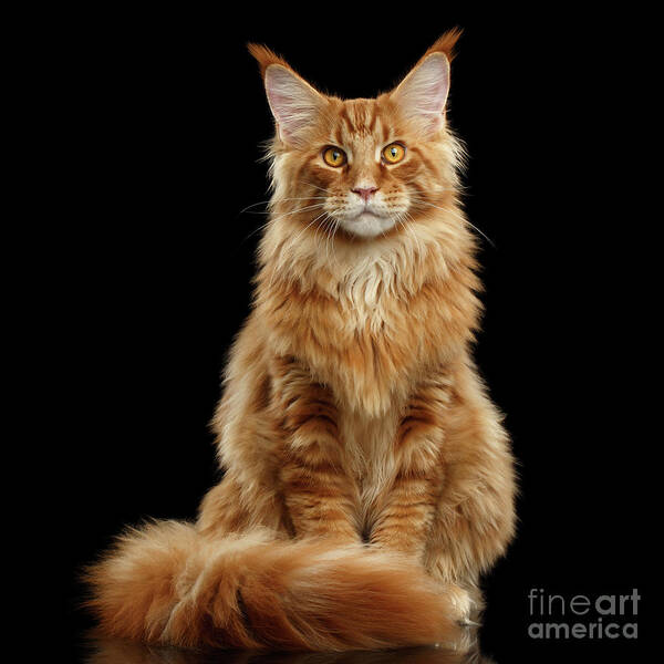 Angry Poster featuring the photograph Portrait of Ginger Maine Coon Cat Isolated on Black Background by Sergey Taran