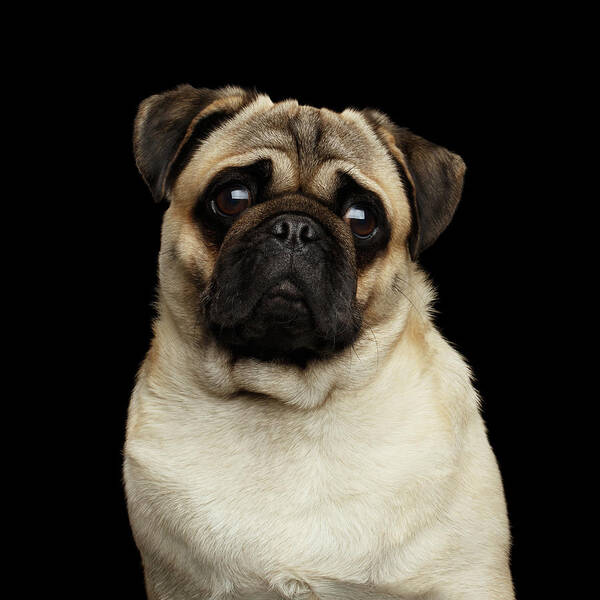 Portrait Poster featuring the photograph Pug by Sergey Taran