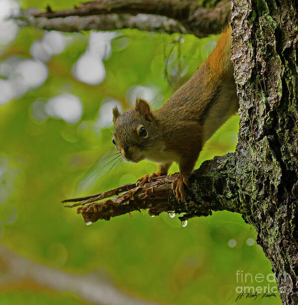 Squirrel Poster featuring the photograph Sitka Red Squirrel-Signed-#2973 by J L Woody Wooden