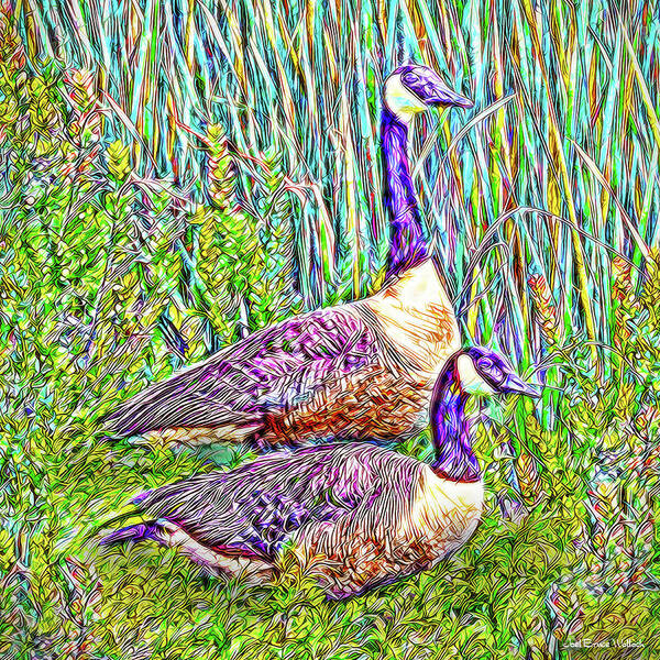 Joelbrucewallach Poster featuring the digital art The Goose And The Gander - Lakeside Scene In Boulder County Colorado by Joel Bruce Wallach