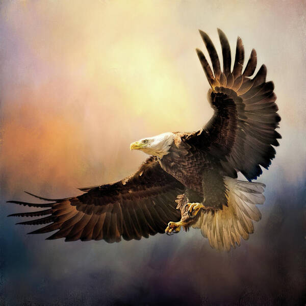 Bald Eagle Poster featuring the photograph Effortless #2 by Jai Johnson