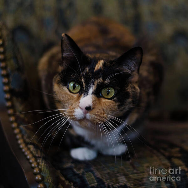 Calico Cat Poster featuring the photograph Mischa by Irina ArchAngelSkaya