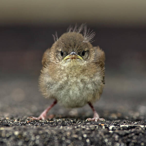 Wren Poster featuring the photograph Angry Bird - Baby Wren Fledgling by Peter Herman