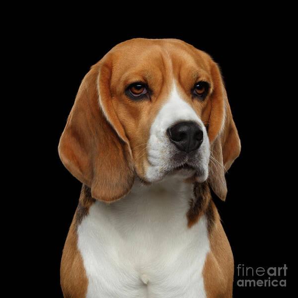 Animal Poster featuring the photograph Beagle by Sergey Taran